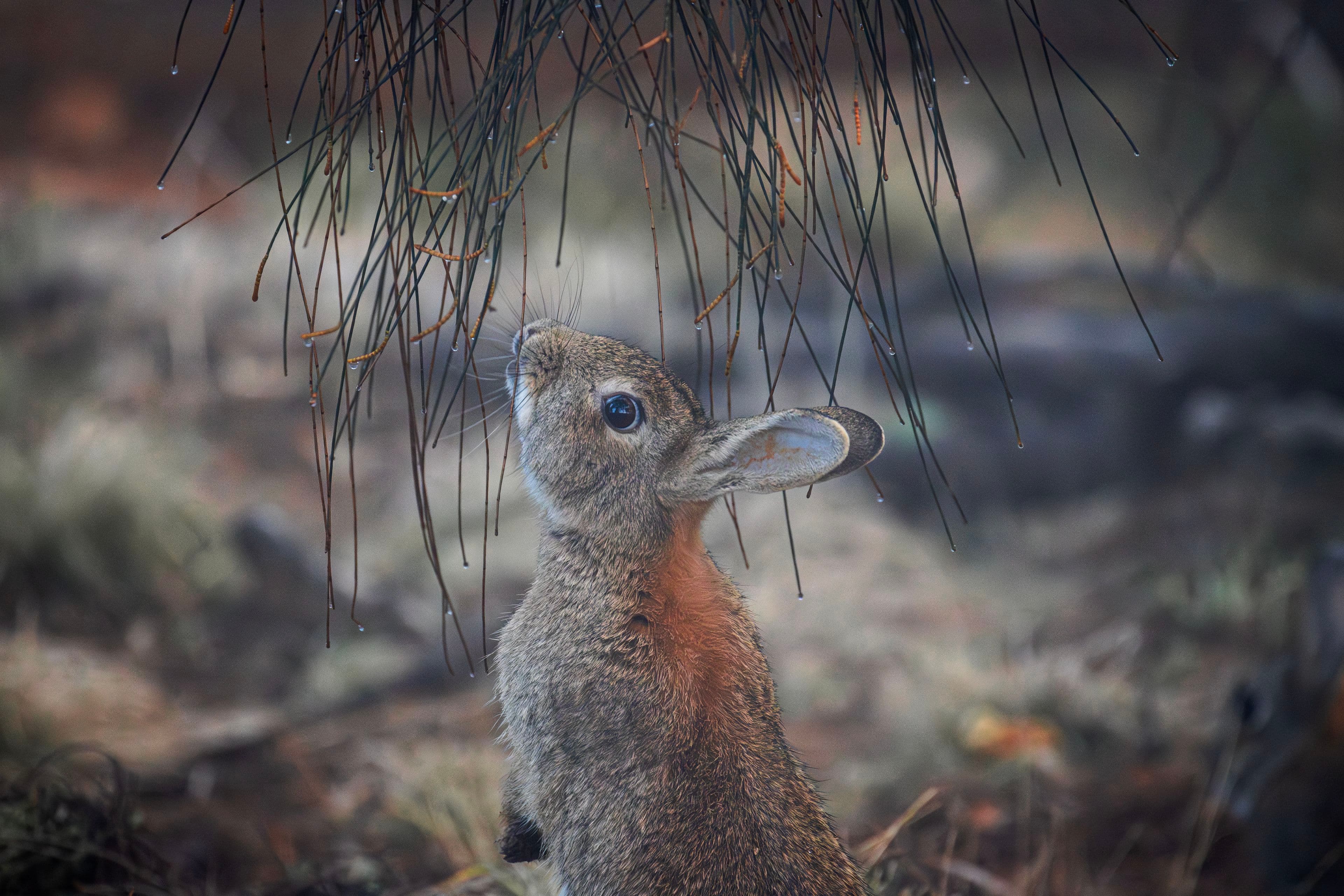Rabbit