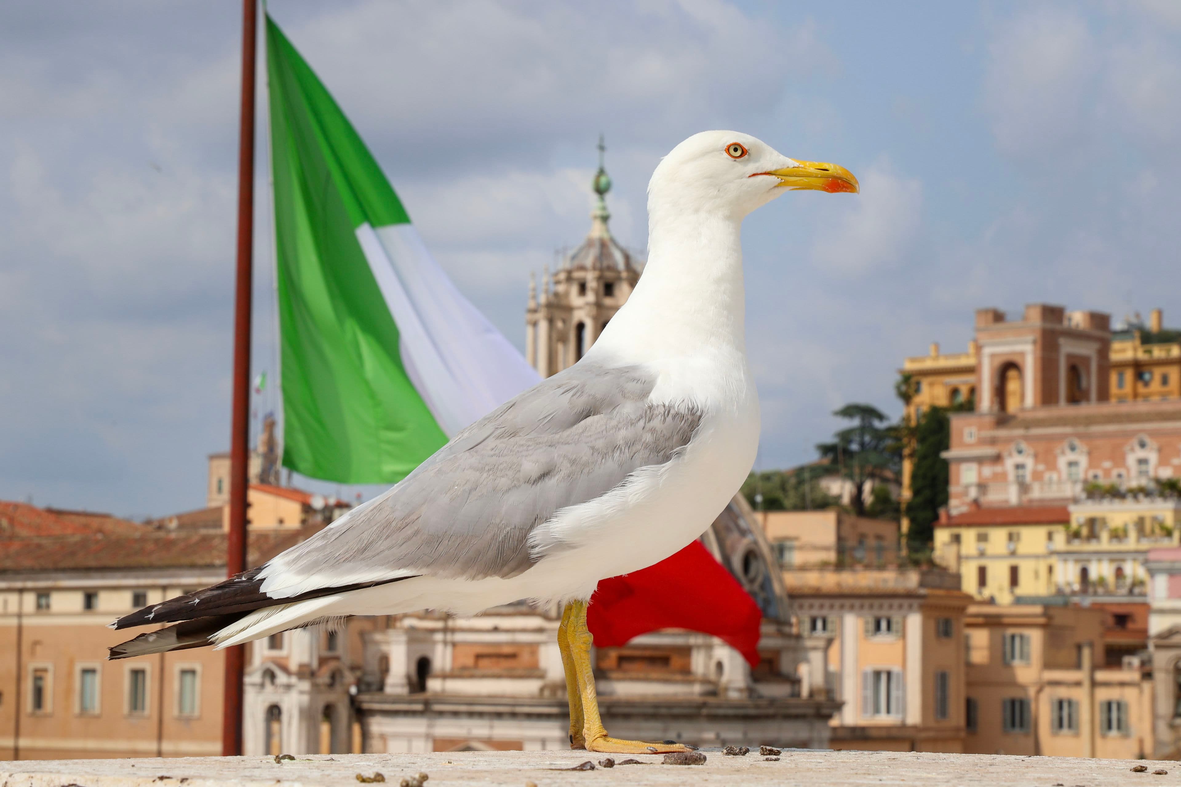 Seagull
